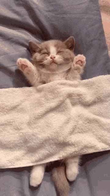 cat sleeping gif|cute cats sleeping images.